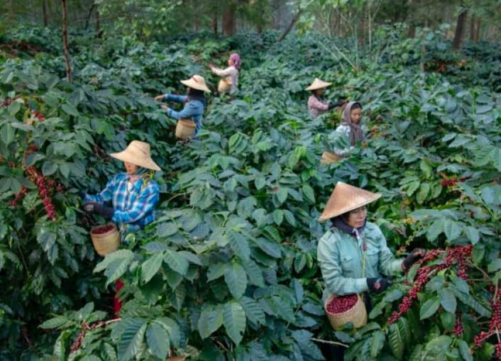 Myanmar - Pyin Oo Lwin - Catiguá - Natural