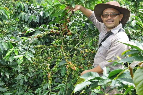 Indonesia - Frinsa Estate – Fermentation Honey