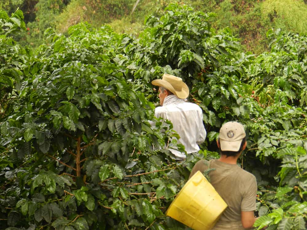 Colombia - Valle del Cauca - Descafeinado - Lavado-4