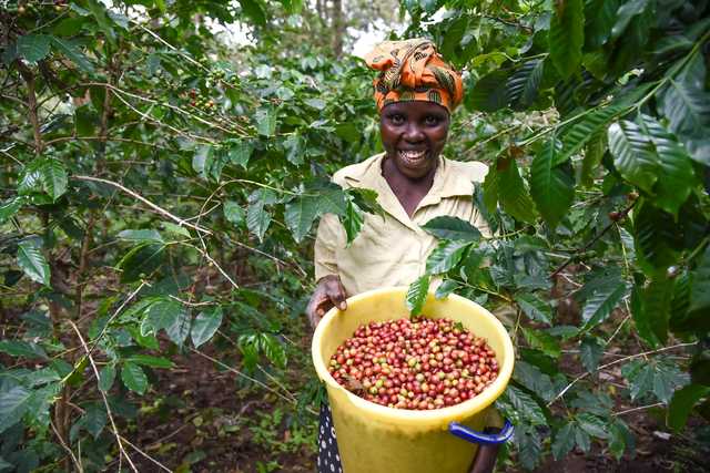 Kenya - Kiambu - Mtaro Estate - Natural-1